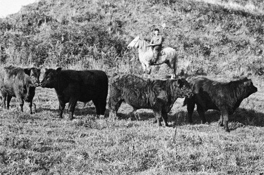 Luing Cattle