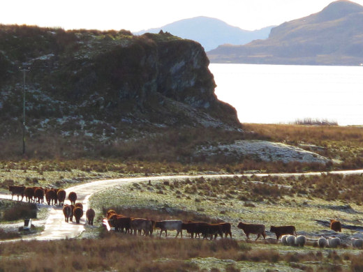 Cattle Trail