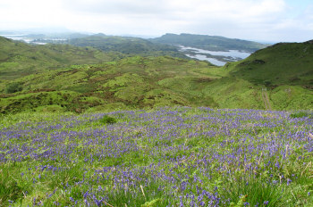 Bluebells