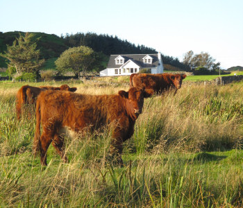 Cows