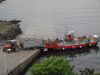 Cattle being loaded onto the ferry