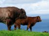Isle of Luing Bull