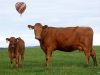 Ballooning