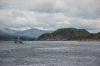 Dolphins at Cuan Ferry